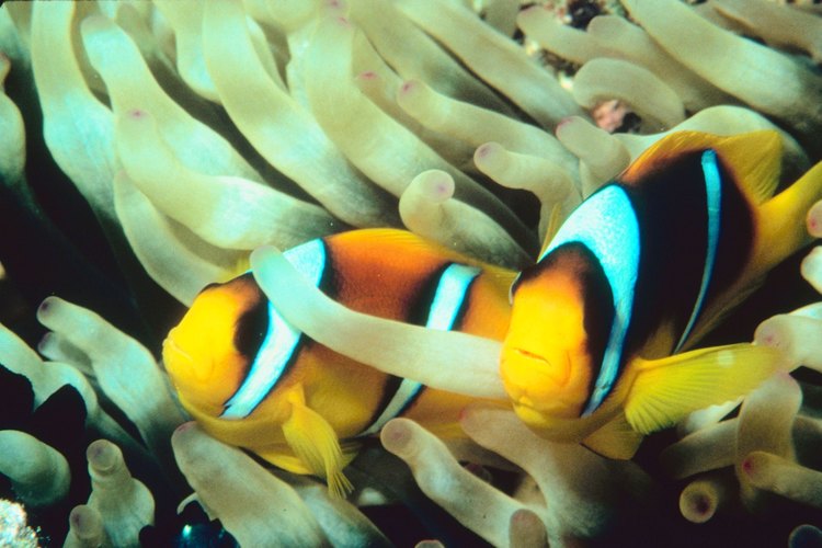 Todos los peces payaso nacen hombre.