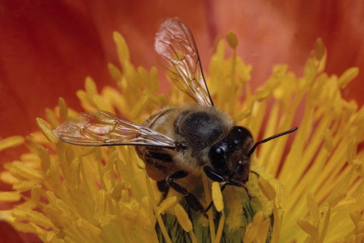 El polen de abeja contiene muchísimas vitaminas y nutrientes.