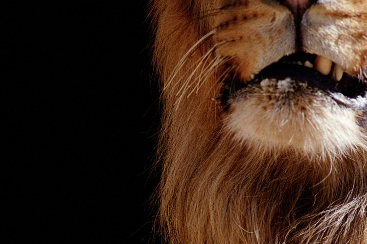 Los leones de montaña, también conocidos como pumas concolor o pumas, una vez habitaron la mayor parte de América del Norte.