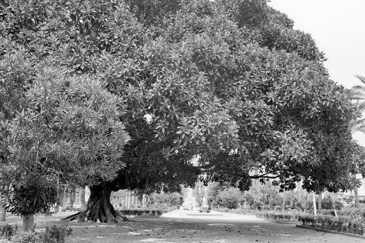 Los árboles de magnolia requieren de una zona grande en el paisaje.