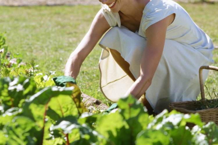 Haz tu propia trituradora de compost.
