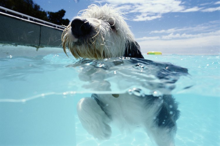 Toma precauciones cuando dejes a tu perro nadar en la piscina.