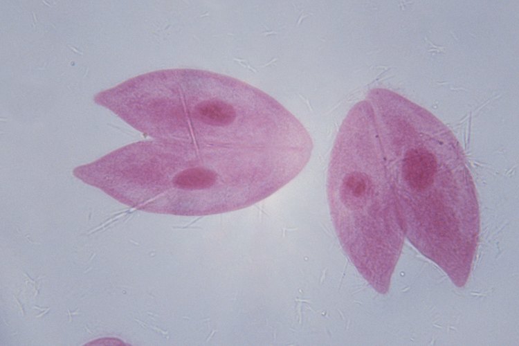 Los protozoos sobreviven consumiendo los hongos y bacterias a su alrededor.