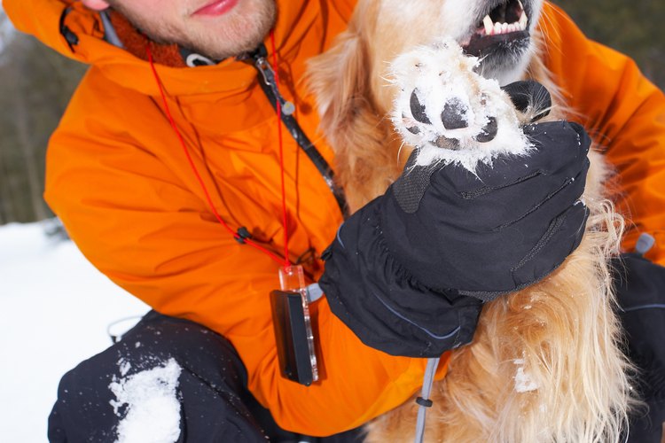 Para algunos perros, el clima extremo puede causar que sus almohadillas se agrieten.