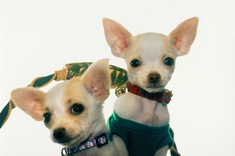 Los Chihuahua son extremadamente saludables a pesar de su pequeño tamaño.