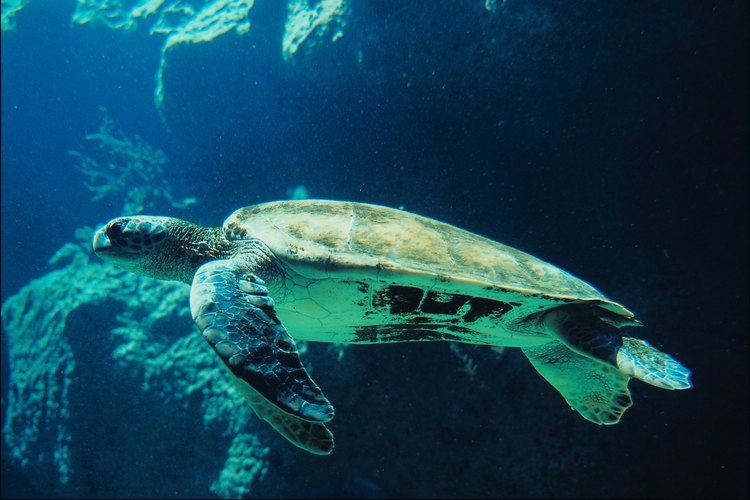 Las tortugas son reptiles muy versátiles, que viven tanto en la tierra como en el agua y en diferentes entornos.