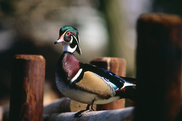 Un pato joyuyo macho es de varios colores pero sus crías son marrones y amarillas mayoritariamente.
