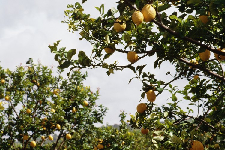 Si tu limonero tiene más de siete años de edad y aún no ha dado frutos quizás debas mejorar la fertilidad del suelo.