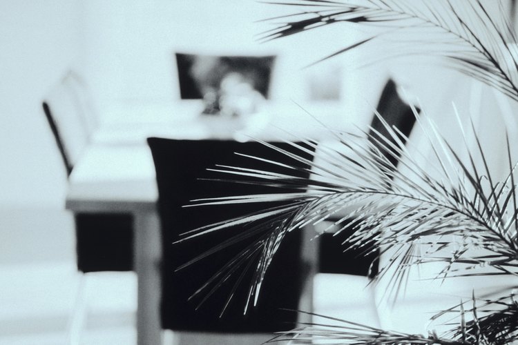 Esta planta es una palmera de hojas pinnadas porque tiene dos hileras de folíolos por tallo.