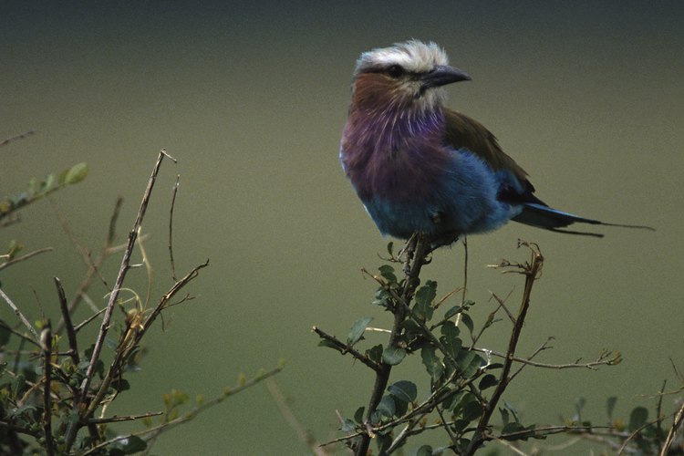 Los pájaros heredan la habilidad de cantar, pero algunas especies aprenden canciones específicas que imitan de sus mayores.