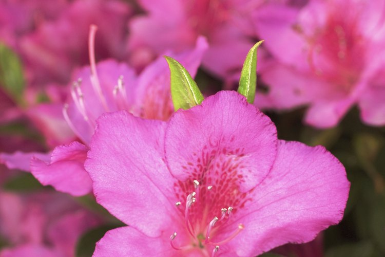 Lleva a cualquier niño al hospital si consume floraciones o las hojas desde una azalea.