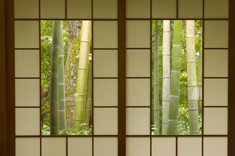 A diferencia de muchas plantas reproducidas, el bambú japonés crece tanto en zonas sombreadas como soleadas.
