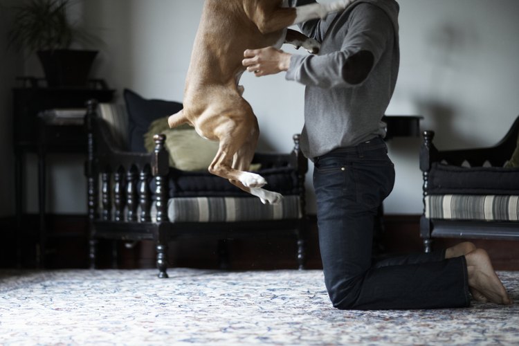 Muchos veterinarios recomiendan el uso de melatonina en perros, en especial si son hiperactivos o se sienten incómodos en las visitas al veterinario.
