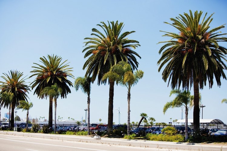Las palmeras pindó revisten las calles de San Diego, California.