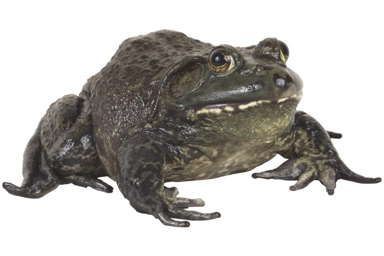 Cómo deshacerte de las ranas ruidosas en tu jardín.