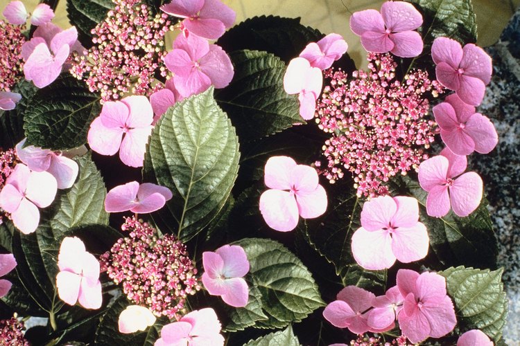 Las plantas de hortensia no florecerán si están recibiendo demasiada sombra.