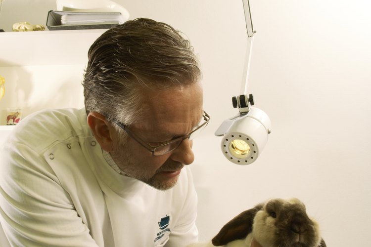 Los avances ténologicos hacen que el veterinario pueda ir a examinar a los animales en el lugar donde se encuetran.