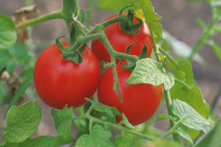 Muchos objetos de casa son efectivos en tratamientos anti-fúngicos para los tomates.