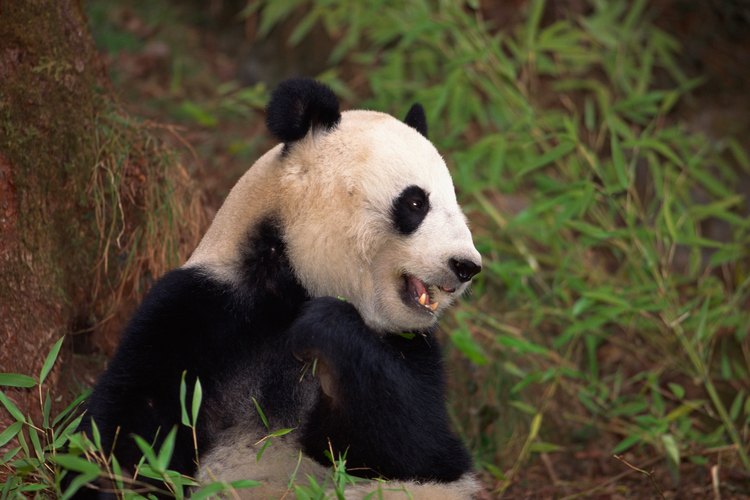 La caza furtiva humana y la pérdida del hábitat natural son las amenazas más grandes para el panda gigante.