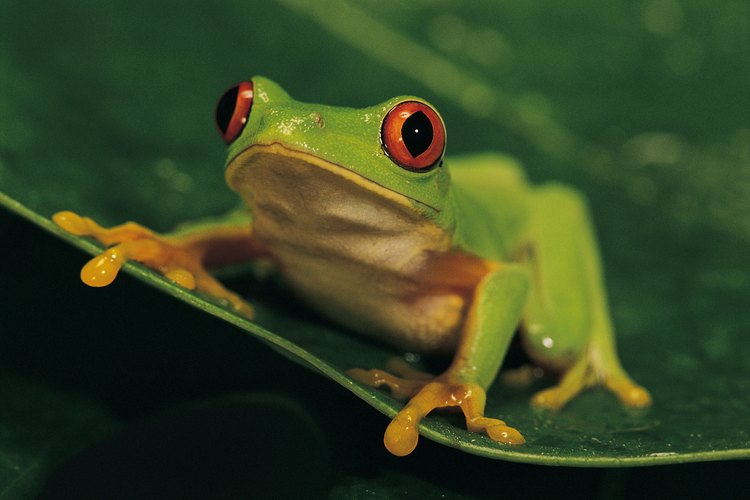 Las ranas comen libélulas.