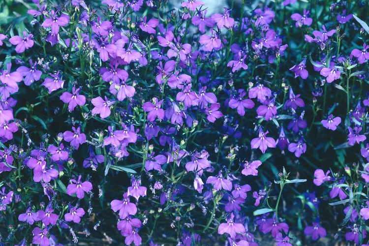 Las semillas de lobelia erinus necesitan luz para germinar.
