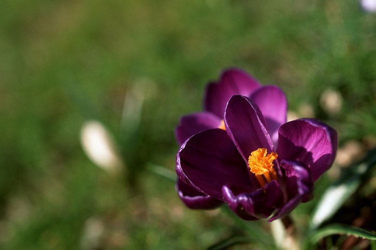 Las flores del azarfán se abren durante las horas de luz solar.