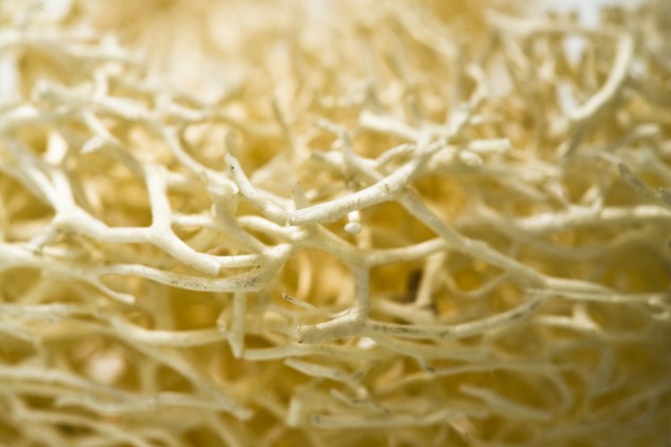 Bucea para obtener tu propio coral.