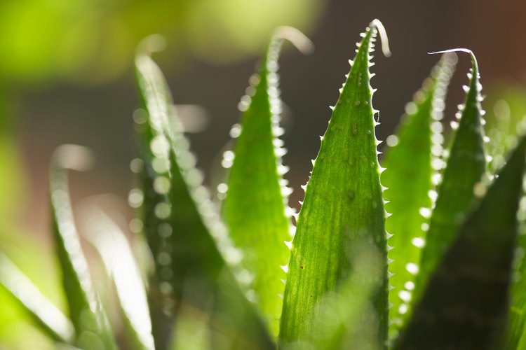Disfruta de la planta de aloe en tu hogar.