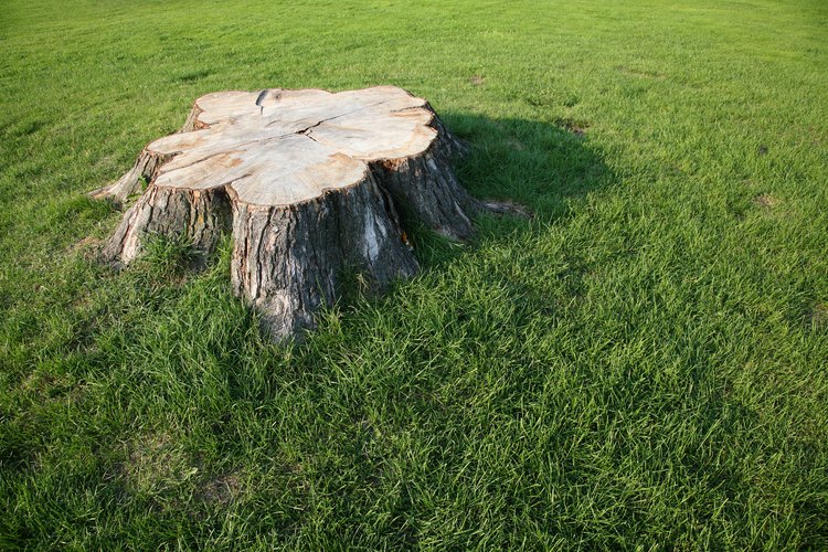 El nitrato de potasio acelera la descomposición de los tocones de los árboles.