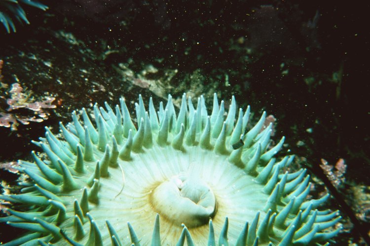 Las anémonas marinas pertenecen a la familia de phylum Cnidaria.