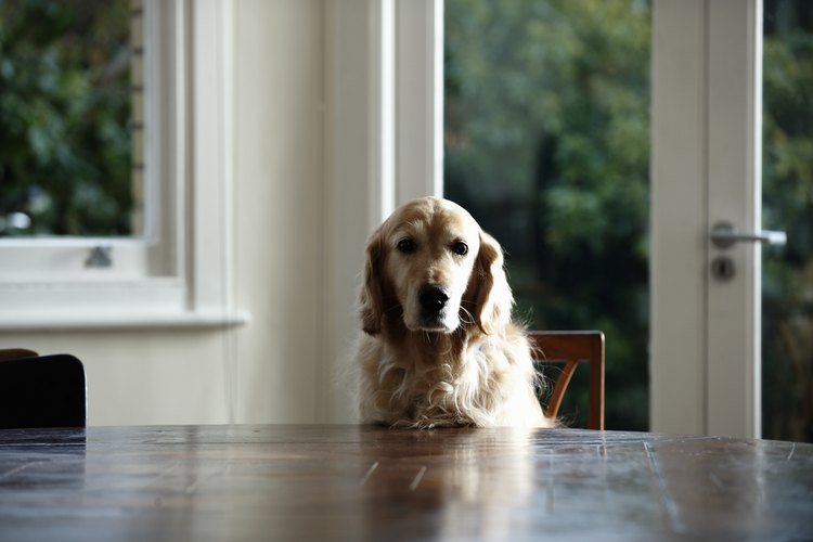 No alimentes a tu perro con sobras de tu comida, ya que el tipo equivocado de "comida humana" podría hacerle mal.