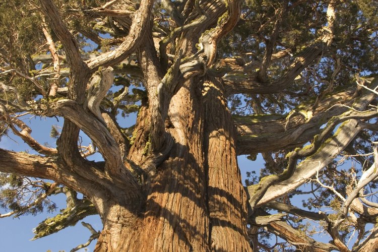 Los pinos ponderosa están muy extendidos en las altas elevaciones en todo el oeste de los EE.UU.