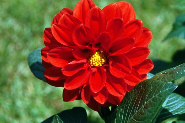 Las dalias son flores atractivas y de colores brillantes.
