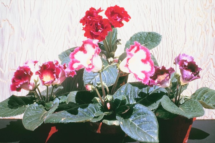 Gloxinia lofos