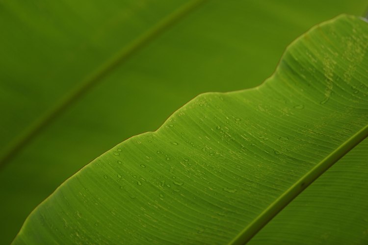 Las hojas de plátano se enrollan y entrelazan para formar un tejido.