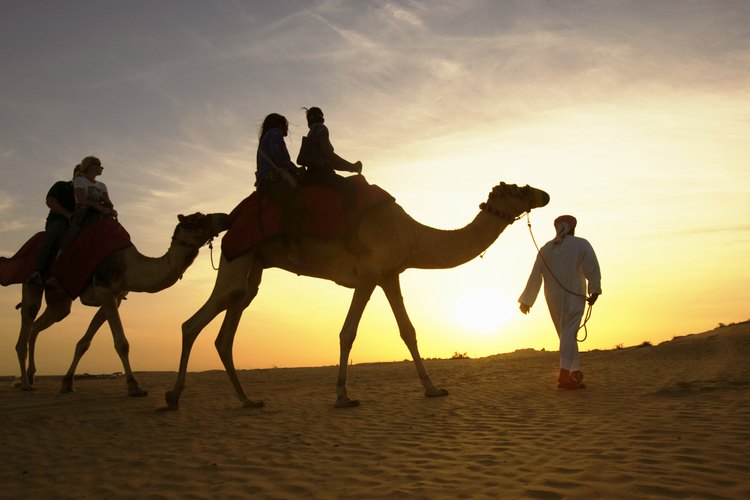 Los beduinos usan a los camellos como transporte para ellos y para los turistas.