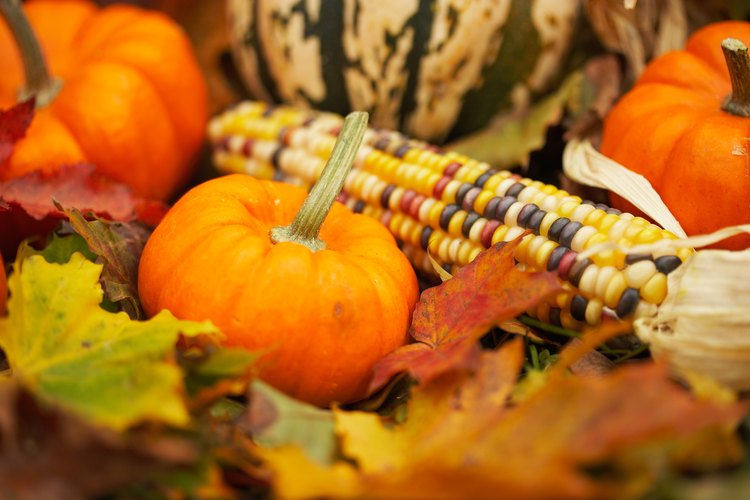 Las calabazas son tradicionalmente fotografiadas con hojas creciendo fuera de sus tallos.