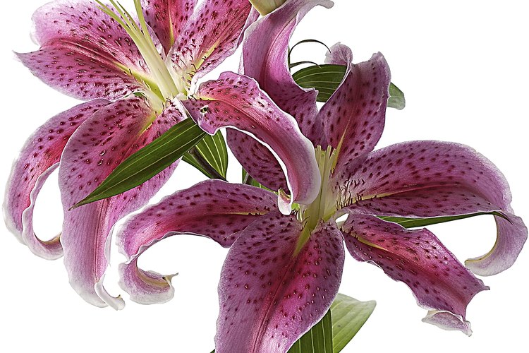 En las bodas griegas antiguas, la novia a menudo llevaba una corona de flores de lirio para representar la fertilidad.