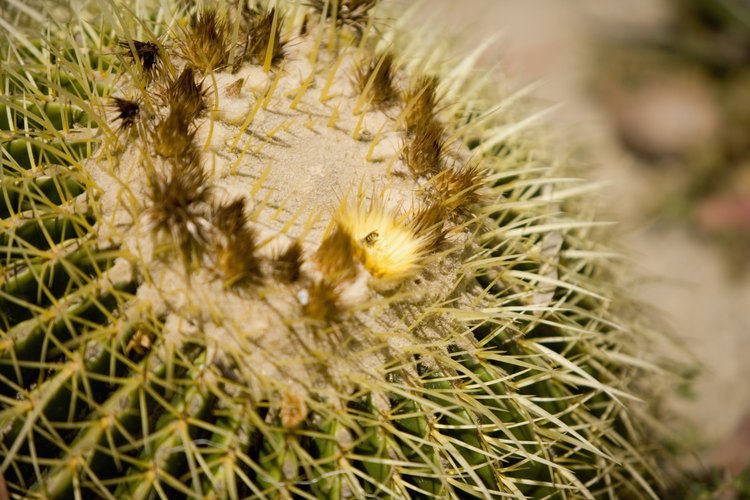 El cactus barril dorado florece en primavera.