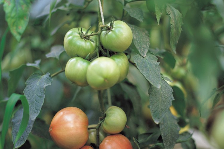 Los tomates pueden ser recogidos y madurados en interiores.