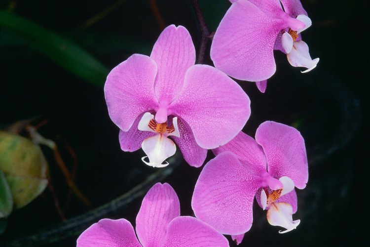 Muchos factores pueden provocar que las flores caigan prematuramente de la planta de orquídea.