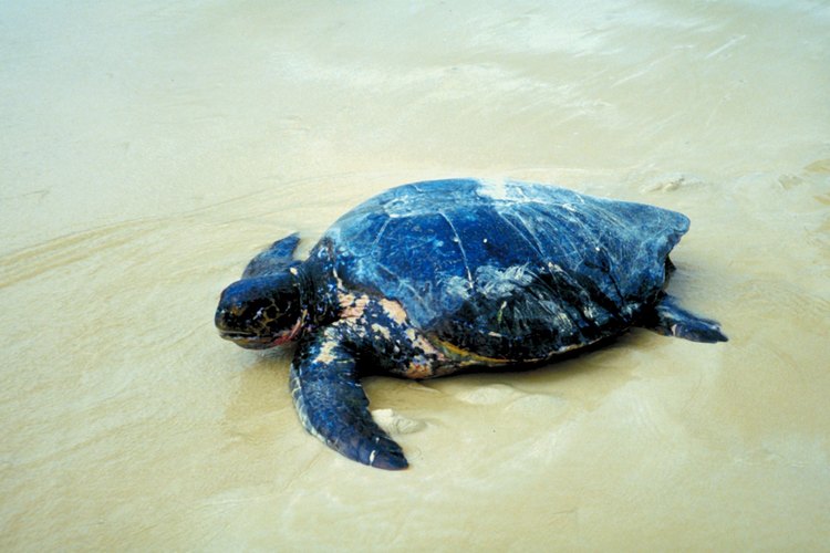La tortuga marina hembra debe ir a la costa para poner sus huevos.