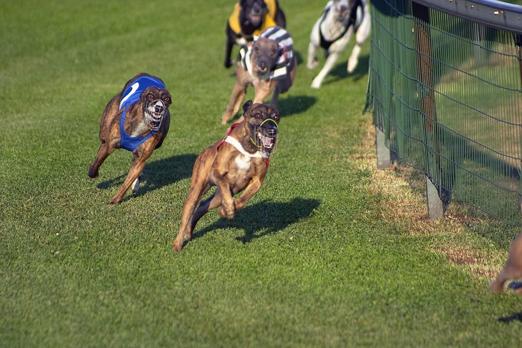 Los galgos tienen bozales durante la carrera para prevenir el juego sucio.