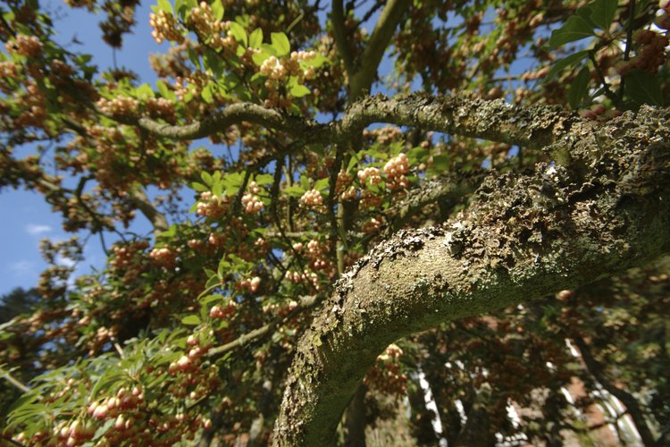 Ramas de árbol de roble con flores.