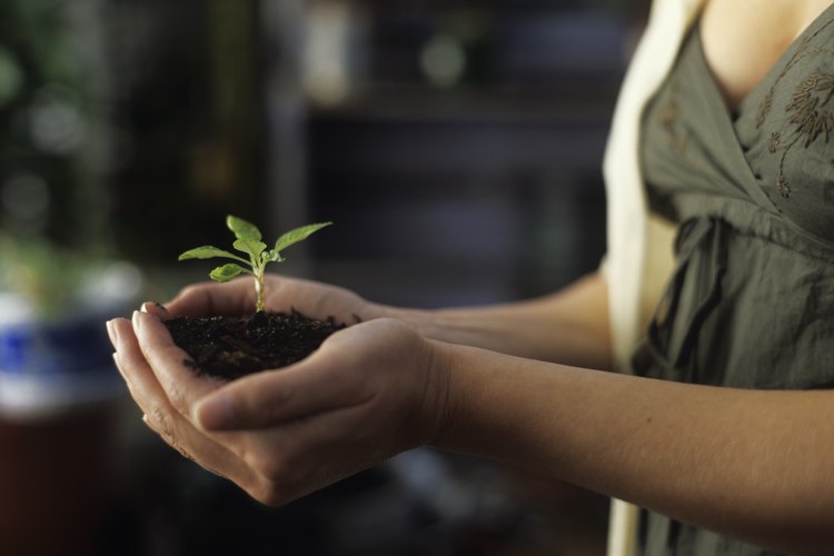 Todas las plantas productoras de semillas comienzan su vida como una semilla.