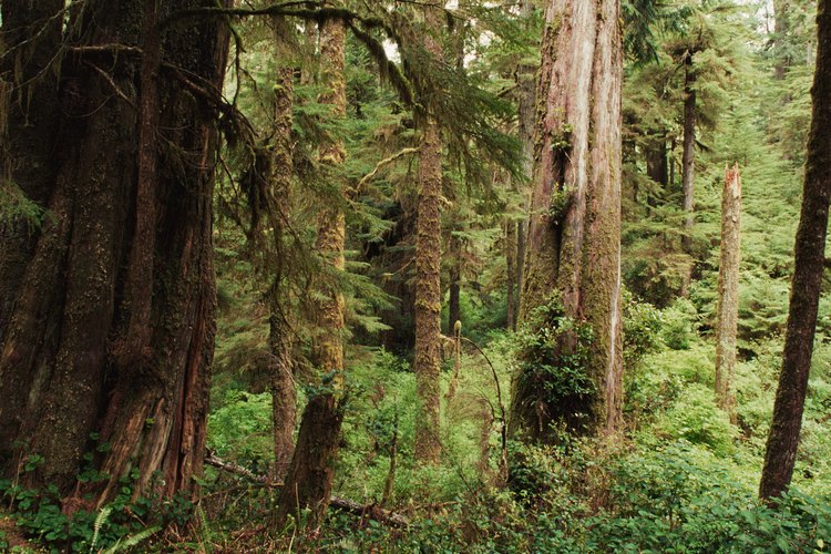 El pino blanco del Este (pinus strobus) es probablemente el de más rápido crecimiento de todos los árboles de pino y cedro.