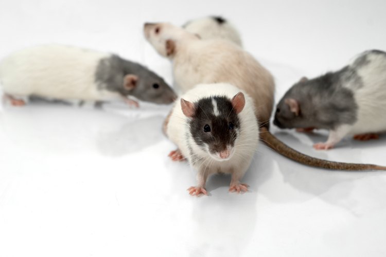 Plaga de ratas.