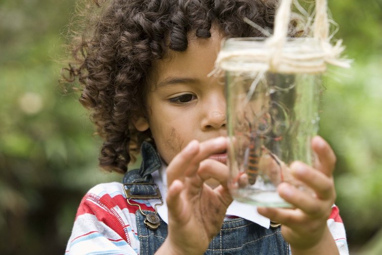 Explora el mundo de los insectos con tu hijo.