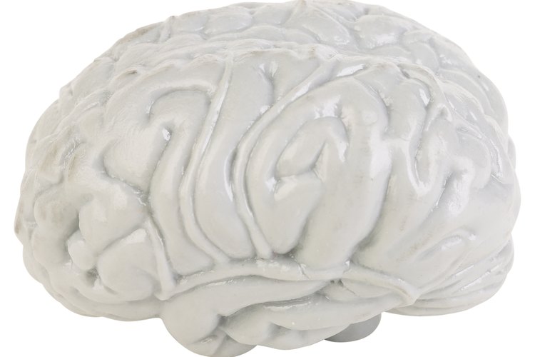 Las actividades de neurociencia amigables para los niños ayudan a los niños a entender el cerebro y el sistema nervioso.