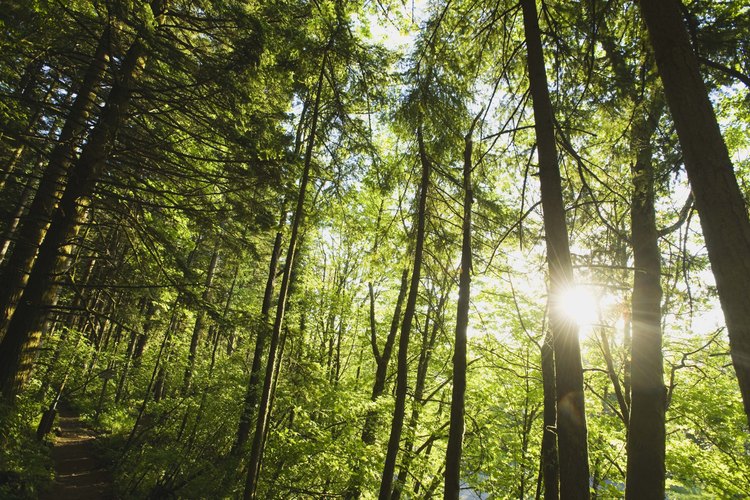Bosque templado.